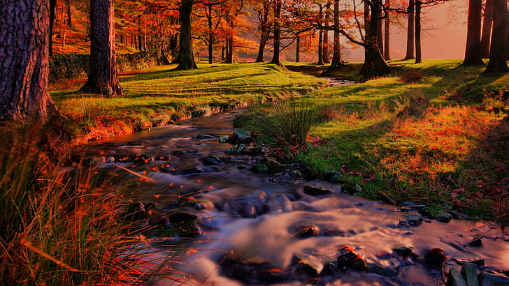stream, creek, autumn, forest, nature, fall, vegetation, woodland, HD wallpaper