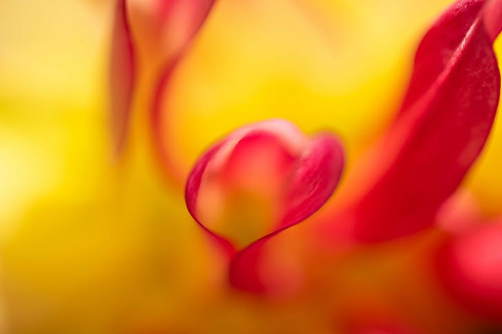 red and yellow flower, Burning heart, Botaniska trädgården