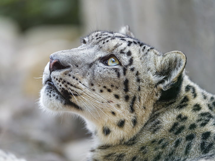snow leopard, muzzle, look up, white and black cheetah, HD wallpaper