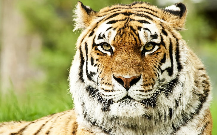 adult Bengal tiger, face, color, striped, predator, animal, wildlife