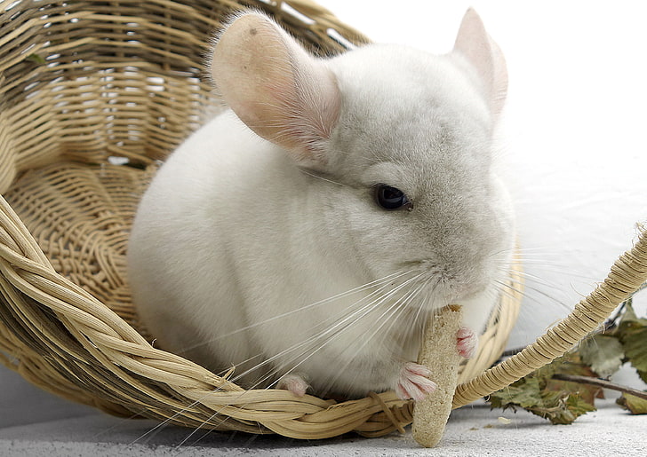 white rabbit, chinchilla, rodent, food, mammal, animal, pets, HD wallpaper