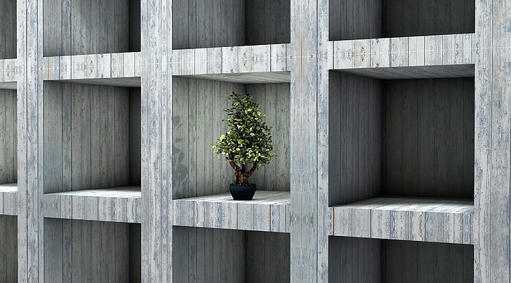 HD wallpaper: Bonsai 3D Model, Artistic, Tree, Isolated, Square