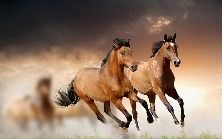 two brown horses, running, grass, clouds, animal, stallion, nature