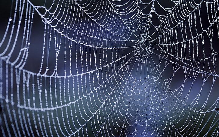 spider web, net, netting, drops, nature, dew, macro, close-up