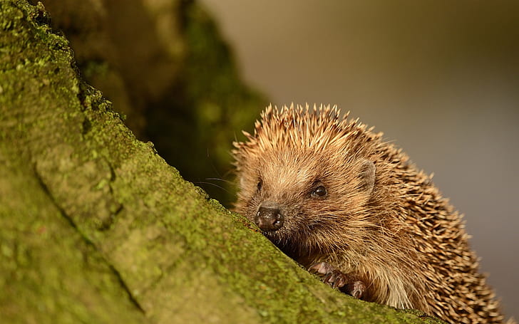 Small animal, hedgehog, spines, HD wallpaper