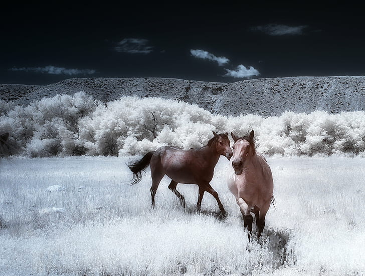 two brown and beige horse, horseplay, photography, horses, caballo