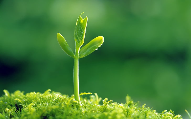 green leaf, sprout, grass, light, surface, nature, growth, plant, HD wallpaper