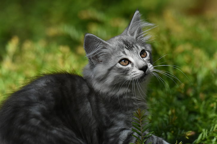 photo of gray Persian cat laying in green grass, Princes, av, HD wallpaper