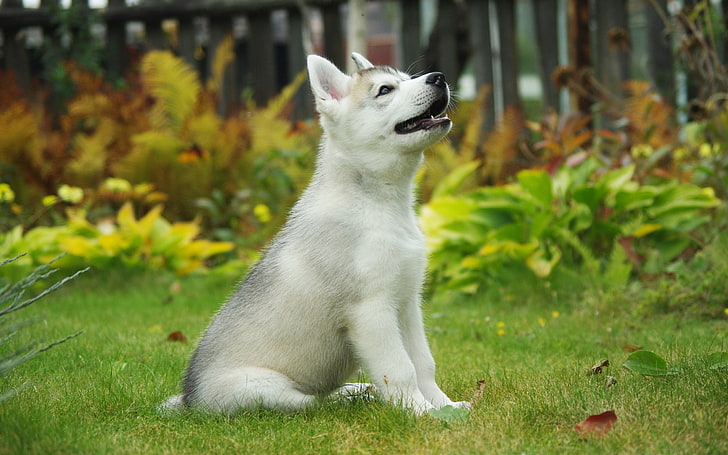 white and gray Siberian husky puppy, dog, background, pets, animal, HD wallpaper