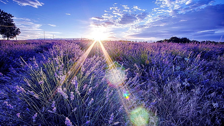 lavender field, morning, sunray, sunrise, sky, HD wallpaper