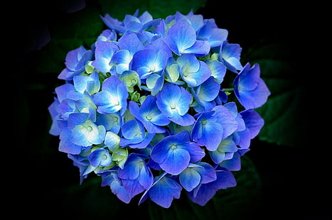 Hd Wallpaper Flowers Hydrangea Blue Flower Earth Wallpaper Flare Images, Photos, Reviews
