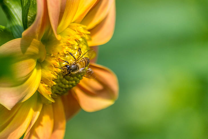 selective focus of bee perching on flower, work, Honey Bee, Bokeh, HD wallpaper