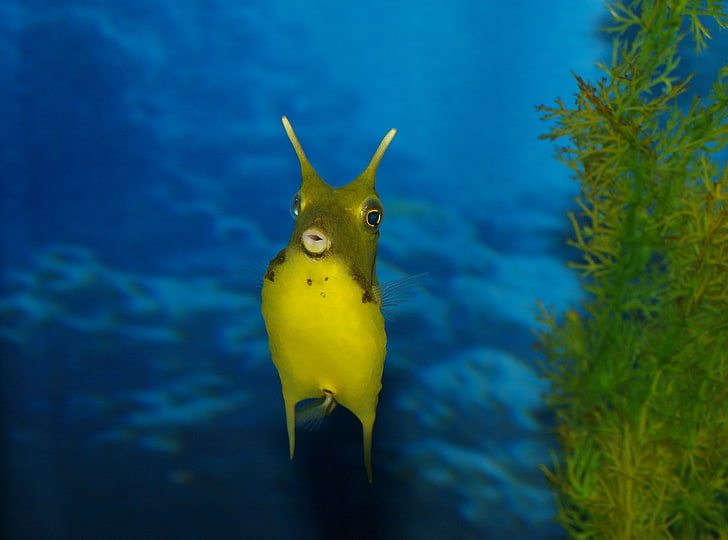 Funny Sea Creature, yellow fish, Animals, animal themes, water, HD wallpaper