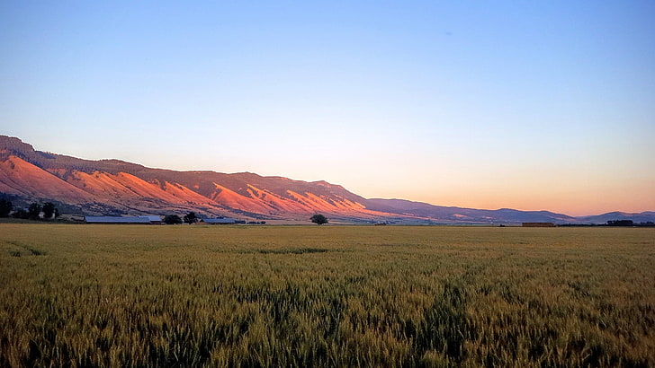 dusk, wheat, mountains, Oregon, field, HD wallpaper
