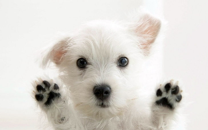 long-coated white puppy, dog, animals, puppies, one animal, animal themes