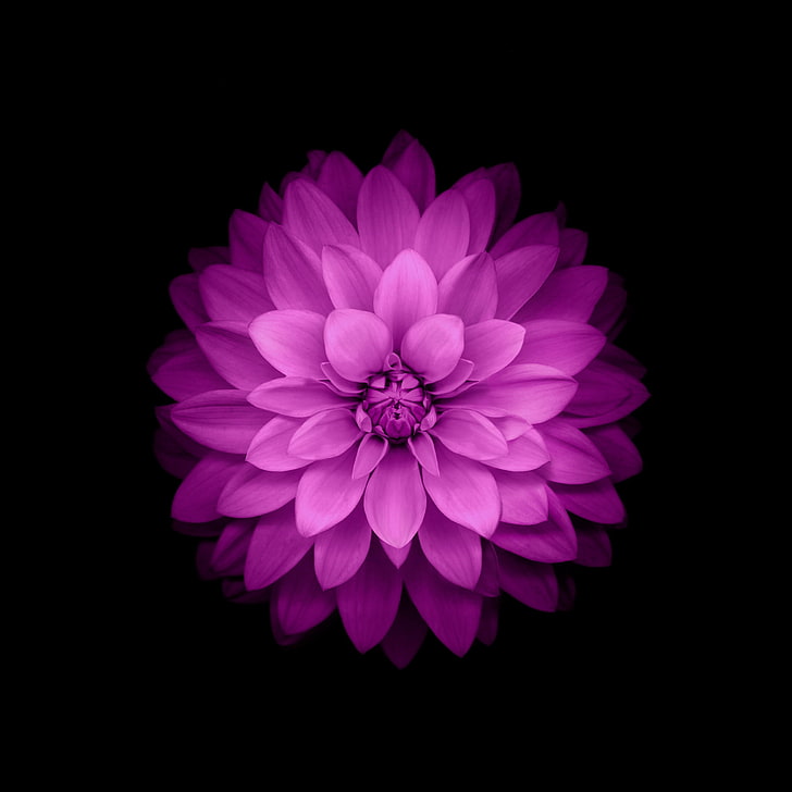 Fiori Dipinti, flower, icio, HD phone wallpaper | Peakpx