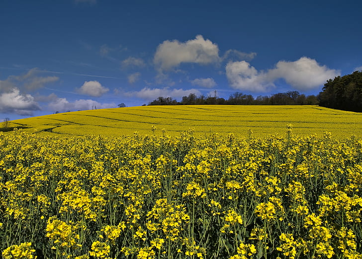 grass field under blue sky, yellow spring, yellow spring, Merstham