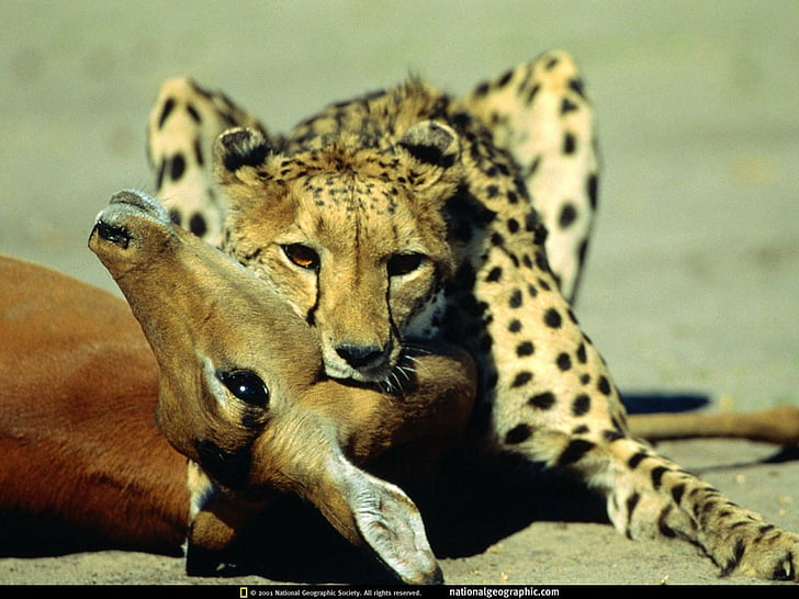 HD wallpaper: animals, Cheetahs, geographic, National, animal themes,  mammal | Wallpaper Flare