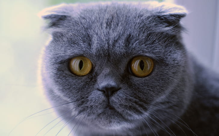 Blue Scottish Fold Cat, beautiful, close up