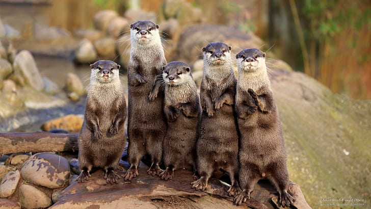Asian Small-Clawed Otters, Animals