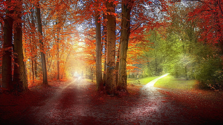 two forest pathway photography, grass, red, green, orange, nature