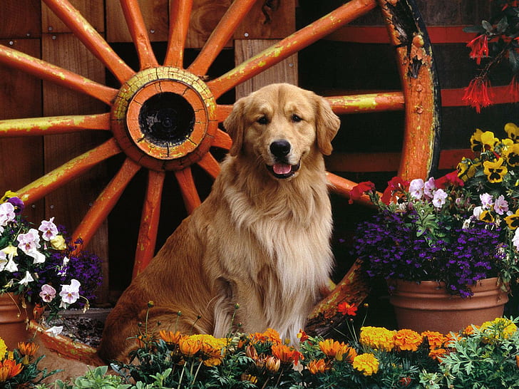 Animals, Dog, Golden Retriever, Flowers, Cute, Photography, HD wallpaper