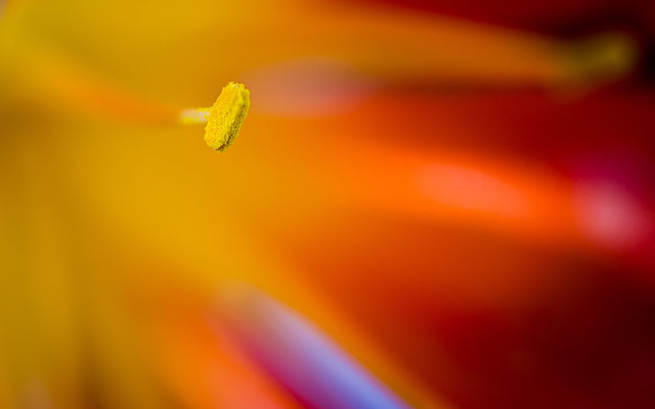 selective focus photography of flower's stigma, flowers, macro, HD wallpaper