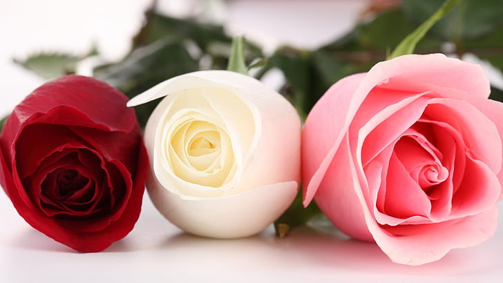 Roses, Macro, Red Rose, White Rose, Pink Rose, Bud, Flowers, HD wallpaper