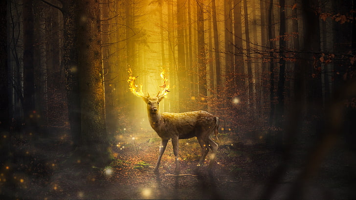 wildlife, light, deer, glow, darkness, forest, wood, woodland, HD wallpaper