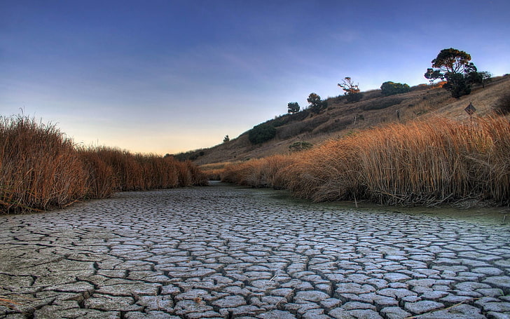 drought field, cracks, earth, heat, desert, vegetation, dead earth