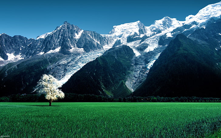 white leafed tree, grass, mountains, France, Bossons Glacier