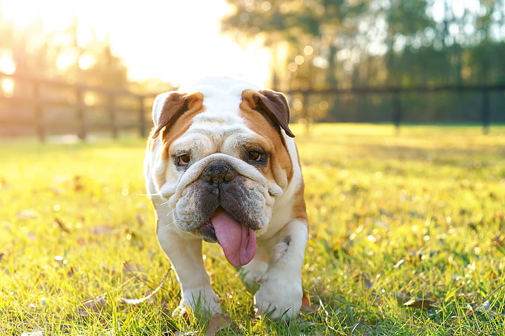 adult brown and white English bulldog, grass, nature, Park, lawn