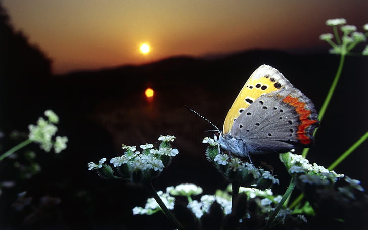 1488x2266px | free download | HD wallpaper: nature sun flowers insects  butterflies Animals Butterflies HD Art | Wallpaper Flare