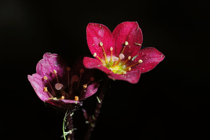tilt shift photo of pink, purple flowers, saxifraga, saxifraga