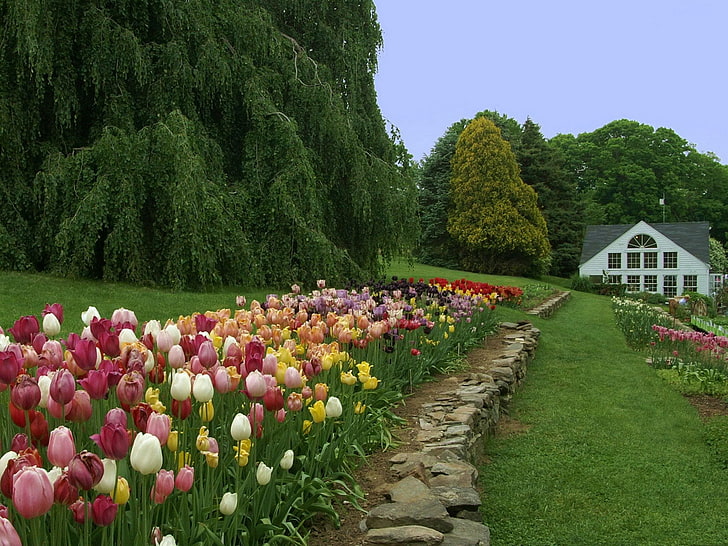 assorted-color flowrs, tulips, flowers, flowerbed, lawn, house, HD wallpaper