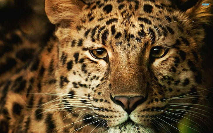 Gentle Leopard, cheetah photo, spotted, beautiful, animal, animals, HD wallpaper