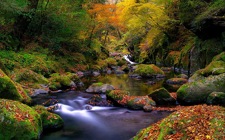 autumn, colorful, forest, leaves, river, HD wallpaper