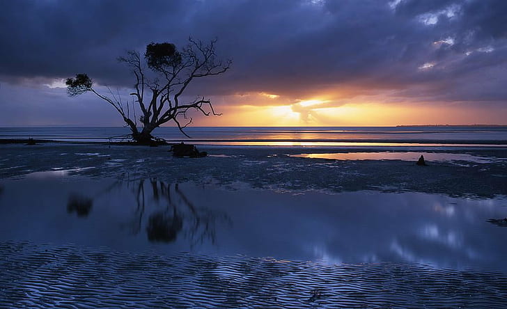 brown bare tree in midst of bosy of water, Sunrise, Beachmere