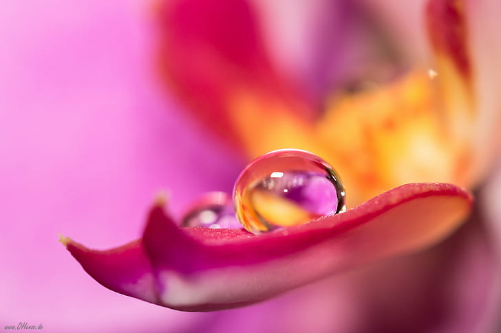 shallow focus photo of water drops, 600D, Canon  Eos, Germany, HD wallpaper