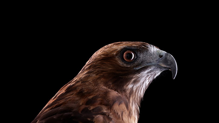 brown hawk, photo of brown hawk, photography, animals, birds, HD wallpaper