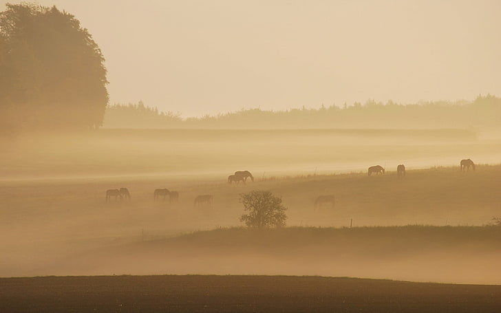 trees, landscape, mist, morning, horse, animals, field, fog, tranquility