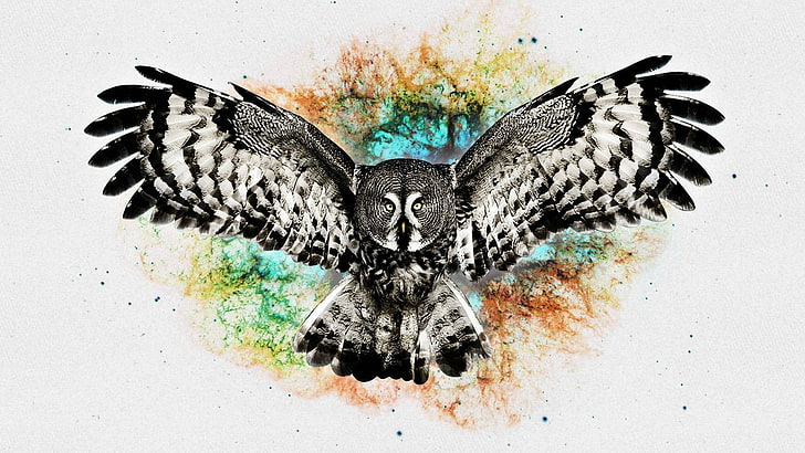 gray and multicolored hawk illustration, digital art, owl, creativity