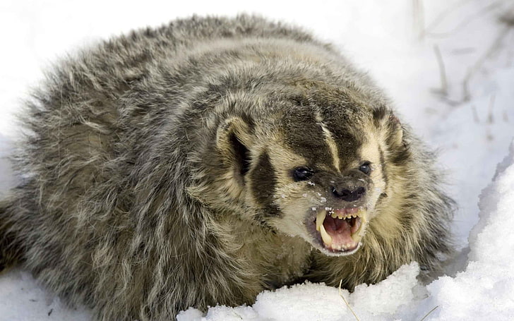 animals, wolverines, snow, cold temperature, winter, animal themes