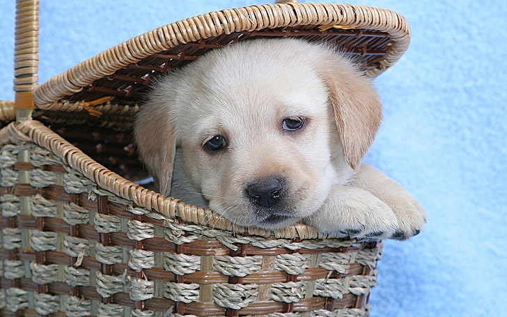 yellow Labrador retriever puppy, dog, basket, muzzle, pets, cute