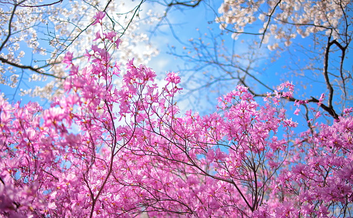 HD wallpaper: Happy Spring, pink flowers, Seasons, Trees, Bright, Japan,  Blossom | Wallpaper Flare