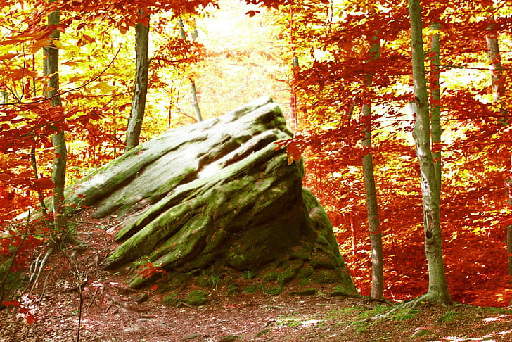 Rock in Autumn Forest!, nature, HD wallpaper