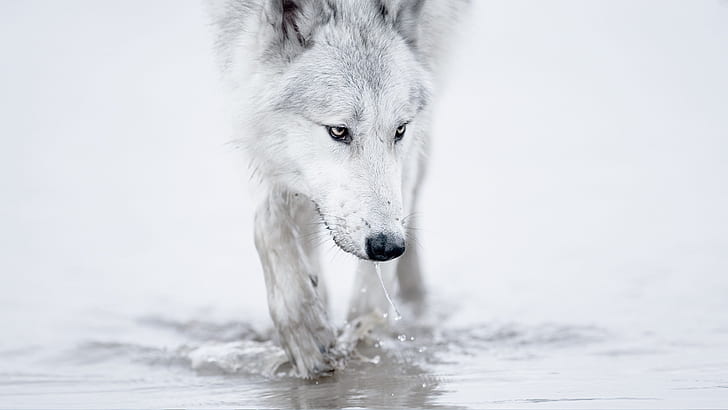 winter snow white wolf arctic 1920x1080  Nature Winter HD Art