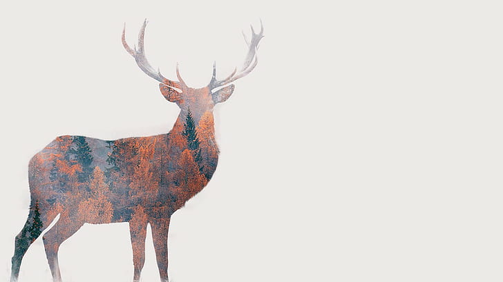 antlers, animals, nature, fall, white background, simple background, HD wallpaper