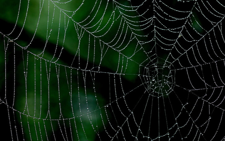 spiderwebs, minimalism, nature, water drops, closeup, macro