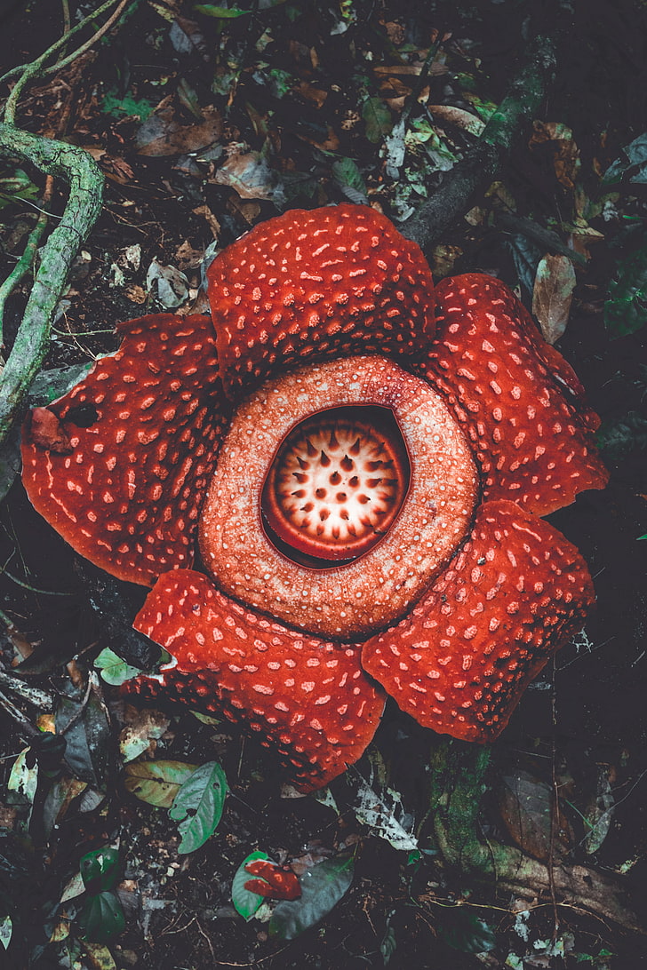 HD wallpaper: rafflesia, flower, spotted, exotic, monster flower, red, plant  | Wallpaper Flare